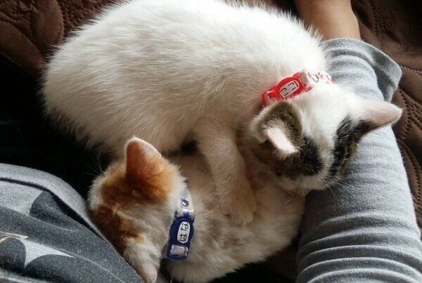 飼い主さんにぴったり寄り添うにこちゃんとはなくん