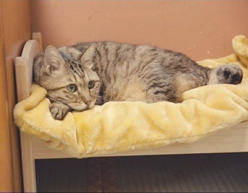 とろふにゃ猫 続出 猫も認めるぽかぽかグッズで暖かな冬を ねこのきもちweb Magazine とろふにゃ猫 続出 猫も認めるぽかぽかグッズで暖かな冬を ねこのきもちweb Magazine