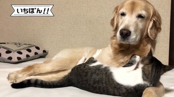 されるがままの猫