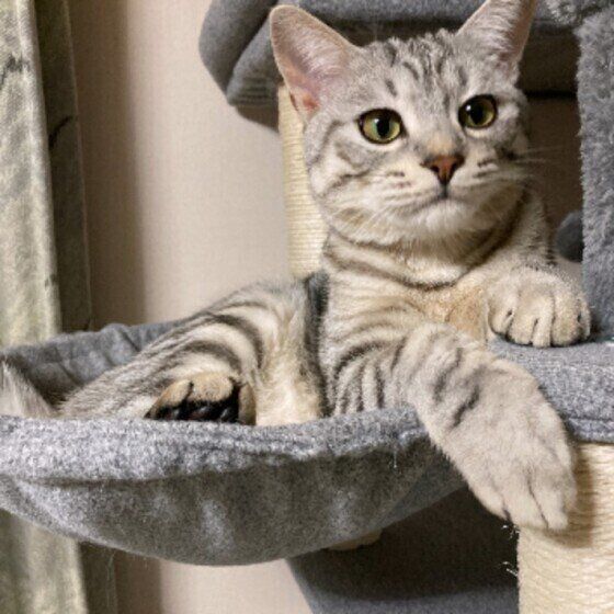 くつろぐサバトラ