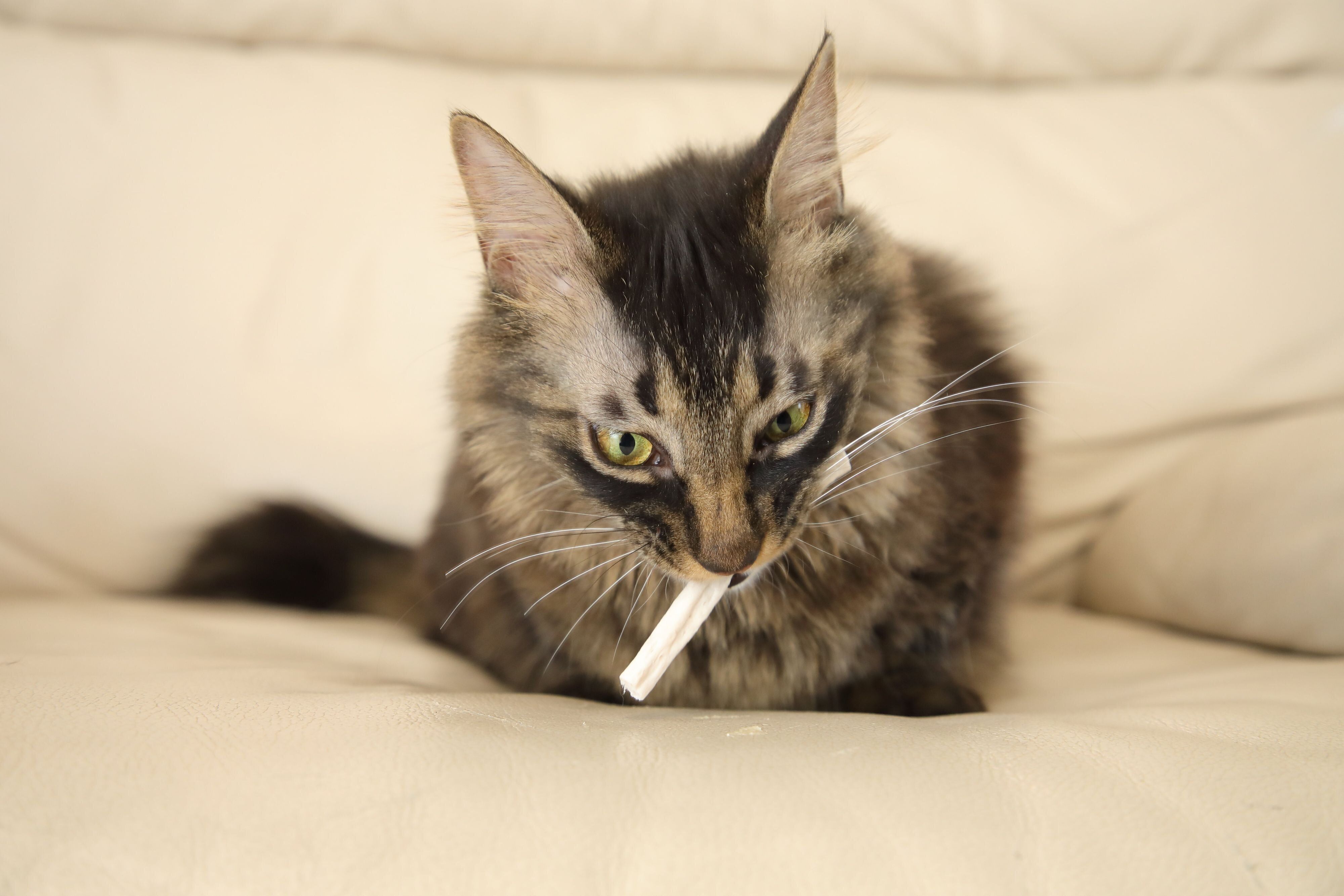 撮影／尾﨑たまき