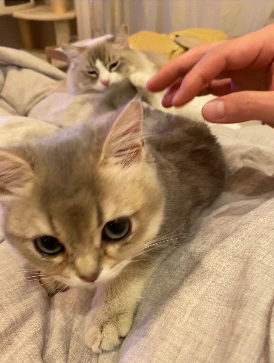 ミアちゃんのしっぽをなめるニコくん