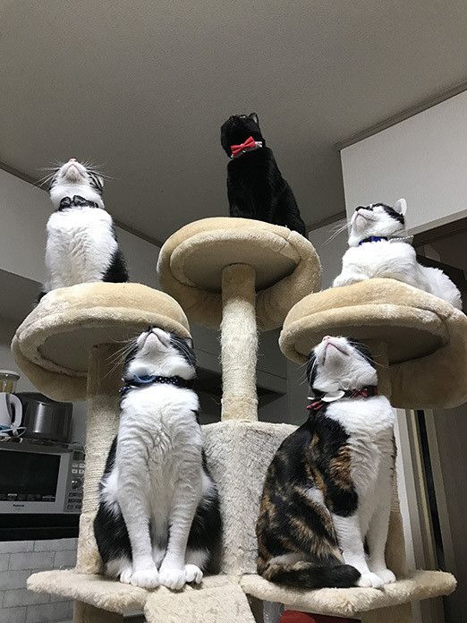 ゴキブリ VS 5猫神〜ゴキブリどもに告ぐ〜