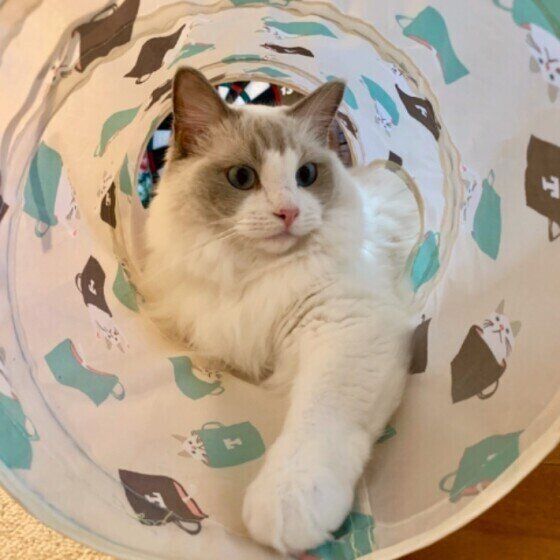 遊ぶラグドール