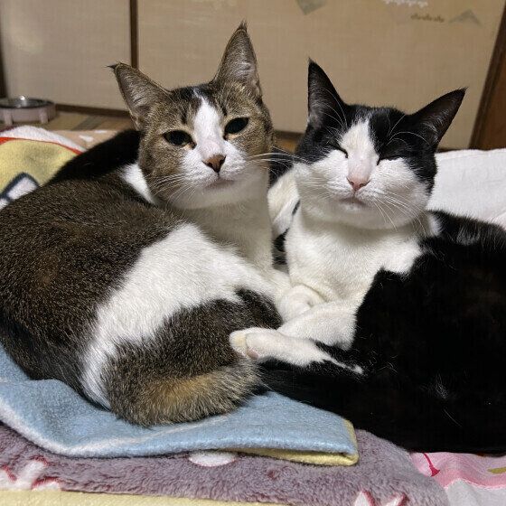 日本ネコの初夏ちゃんたち♪