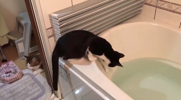お風呂で遊ぶ猫