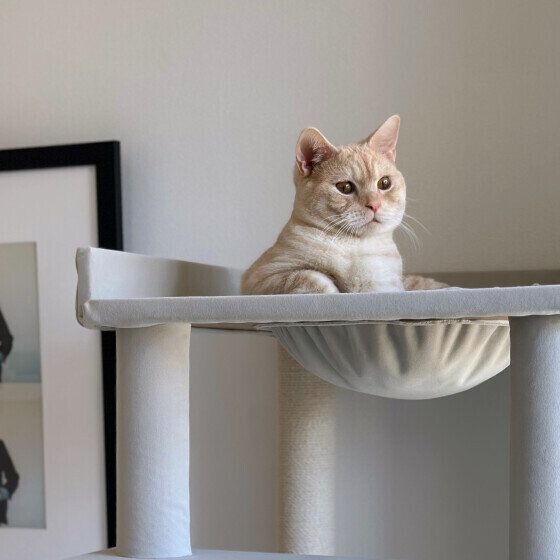 マンチカンのマヤちゃん