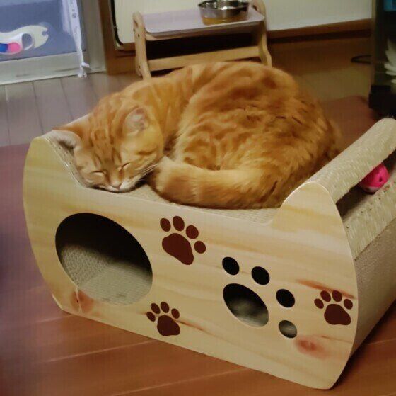 眠るマンチカンの女の子