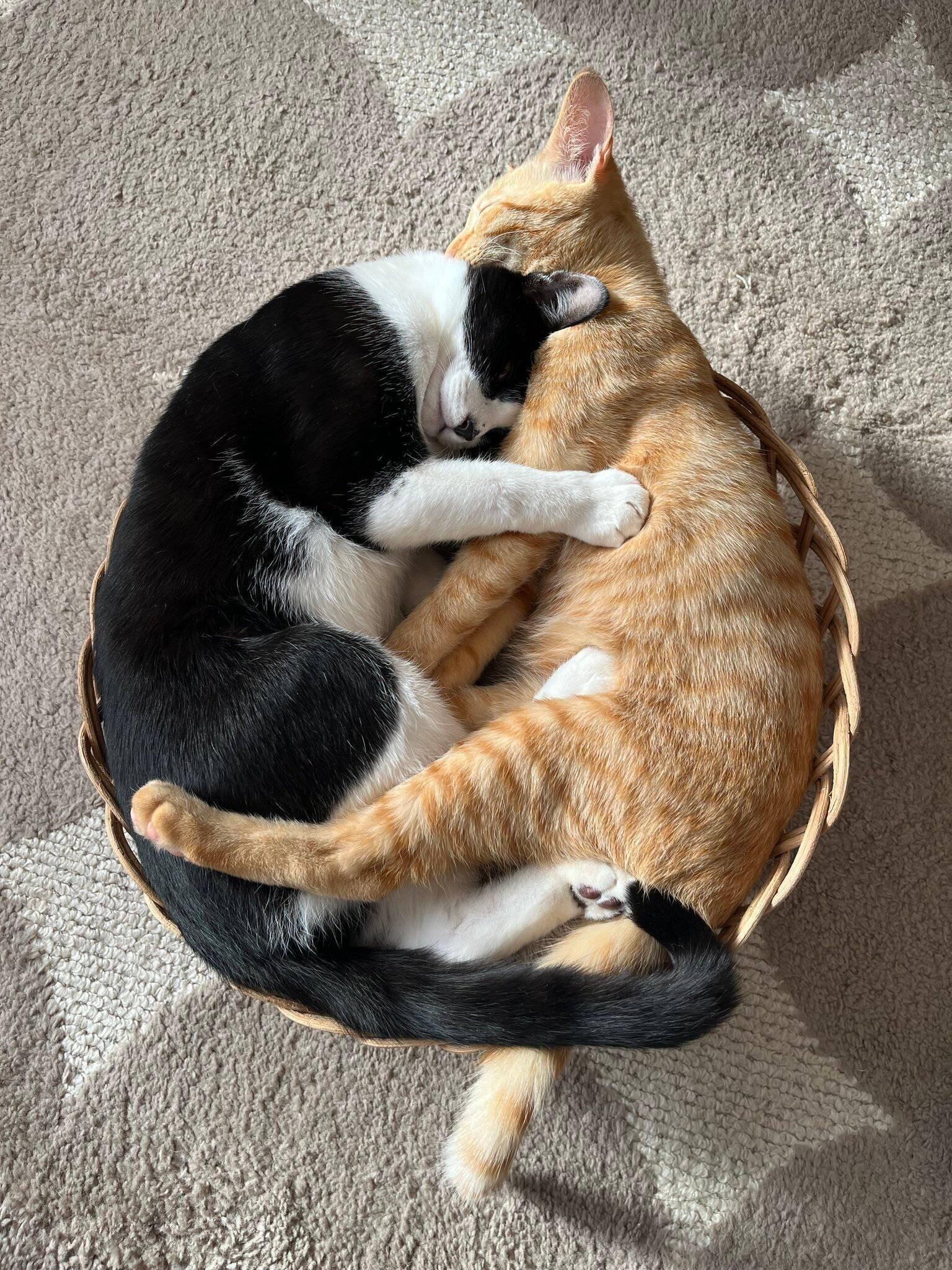 カゴの中でくっついて眠る2匹の猫