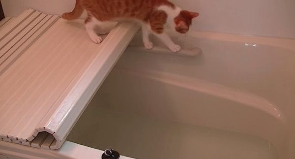 お風呂に入りたいニャンコ