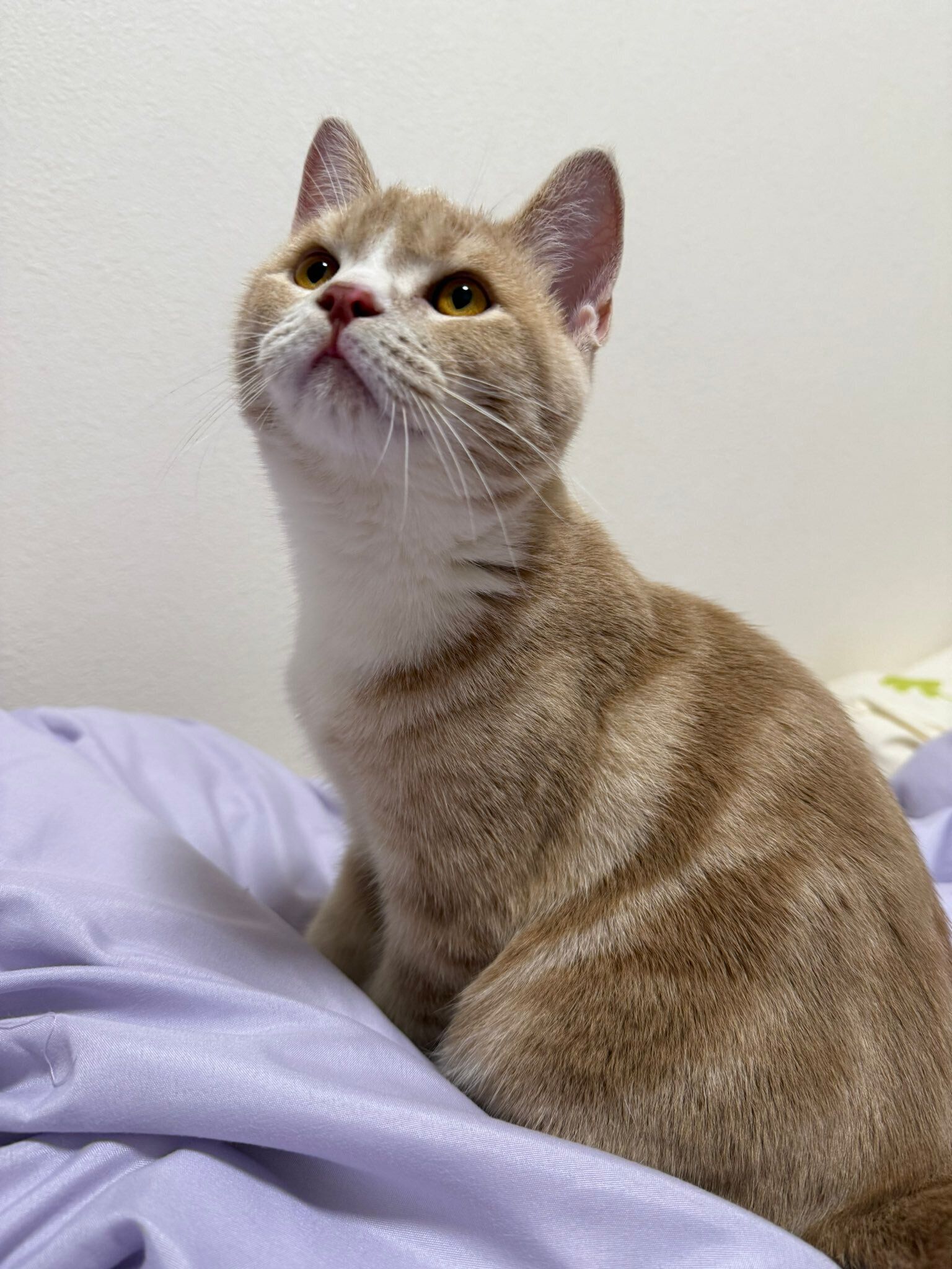 生後5カ月のスコティッシュフォールド
