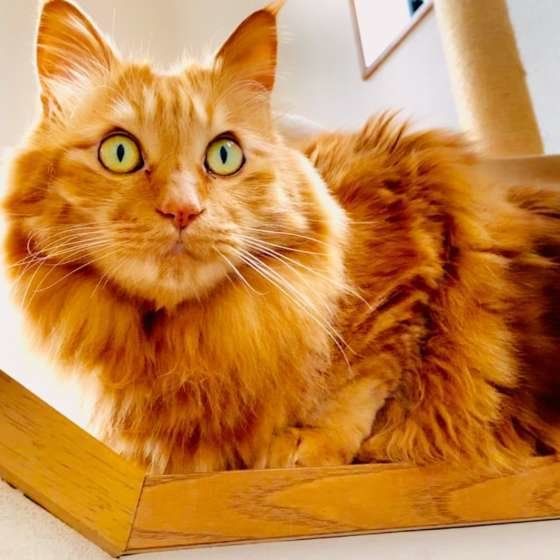 手すりに乗るメインクーン