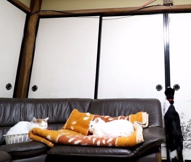 ジャンプしようとする猫