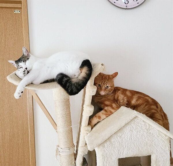 見つめるふくくん、ちびくん