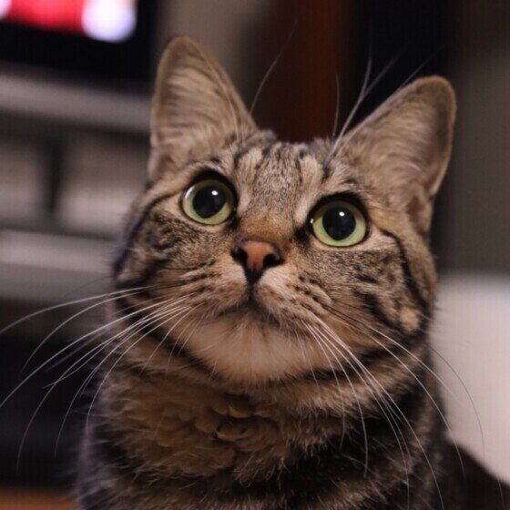 見上げるアメリカンショートヘア