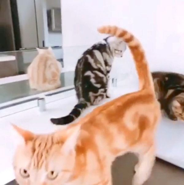 順番待ちをするアメリカンショートヘアとミヌエット