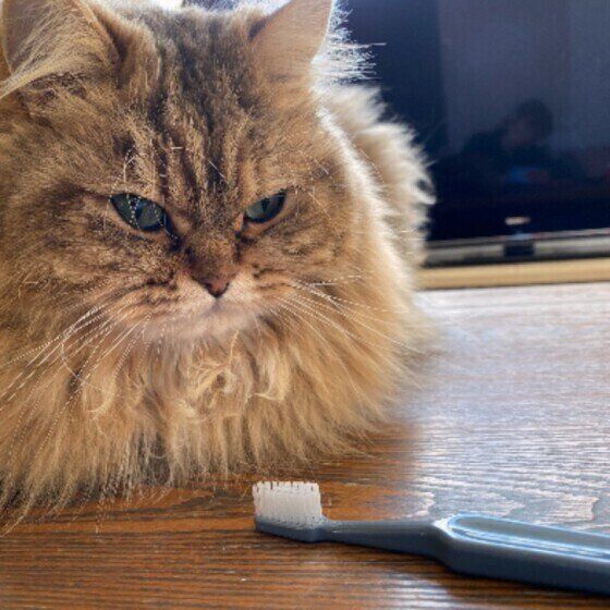 サイベリアンのぽんじろうくん