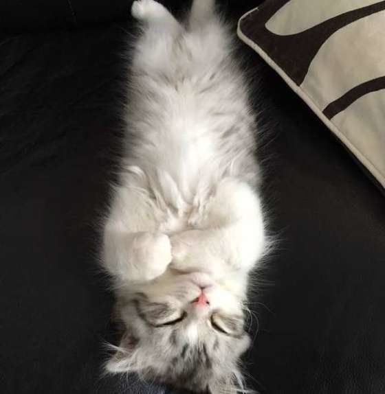 真っすぐに寝るスコティッシュフォールドのジェラトーニ