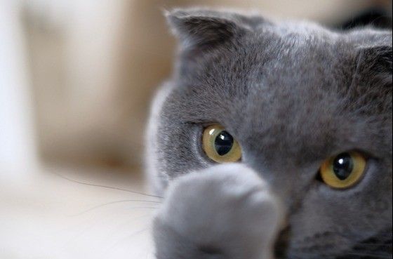 見つめるスコティッシュフォールド