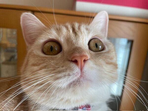 見つめるういろちゃん