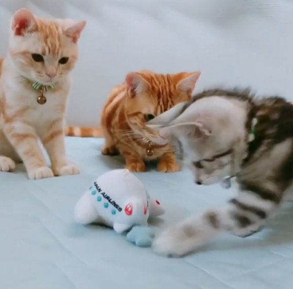 オモチャを見つめるアメリカンショートヘア