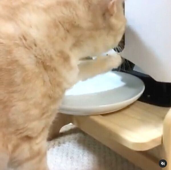 カリカリが食べたい、にゃーにゃくん