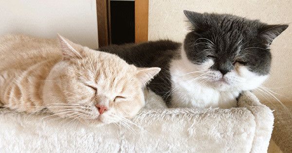 2匹のブリティッシュショートヘア