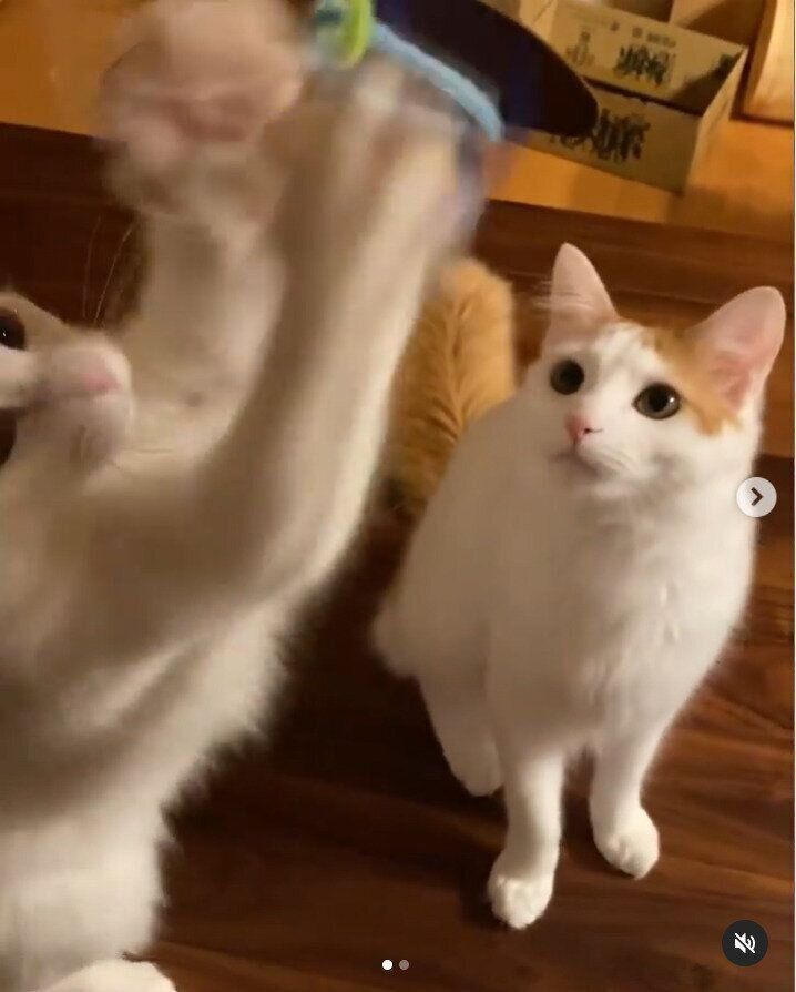 モールおもちゃで遊ぶマロンちゃんとトロちゃん