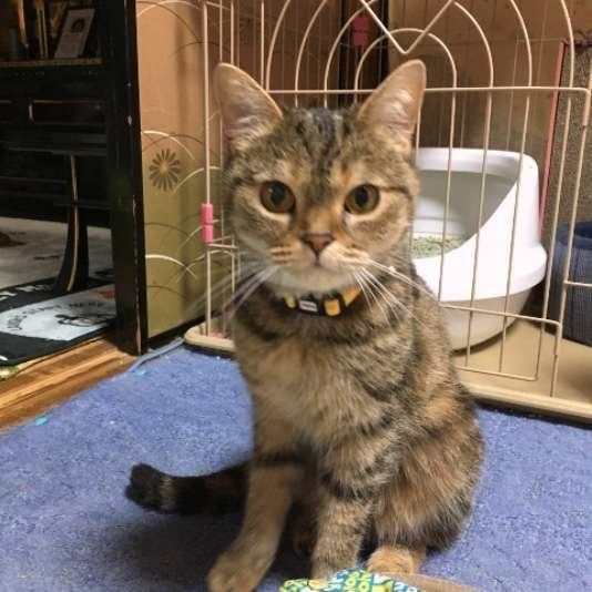 見つめるスコティッシュフォールド