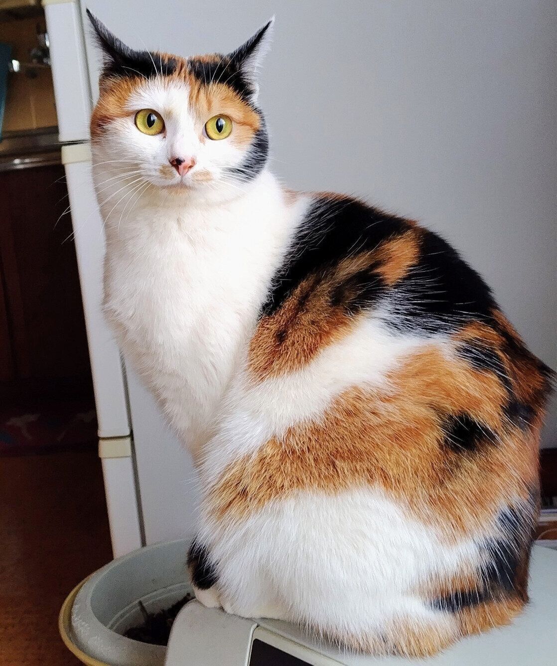 現在のメイちゃん