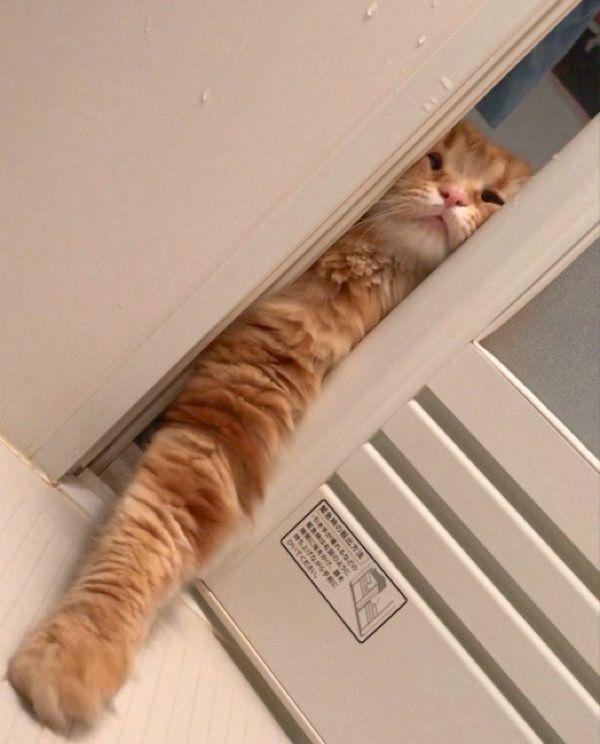 お風呂場を覗き込むちくわちゃん