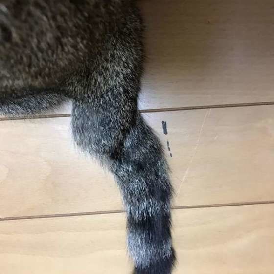 Chikoちゃんのカギしっぽ