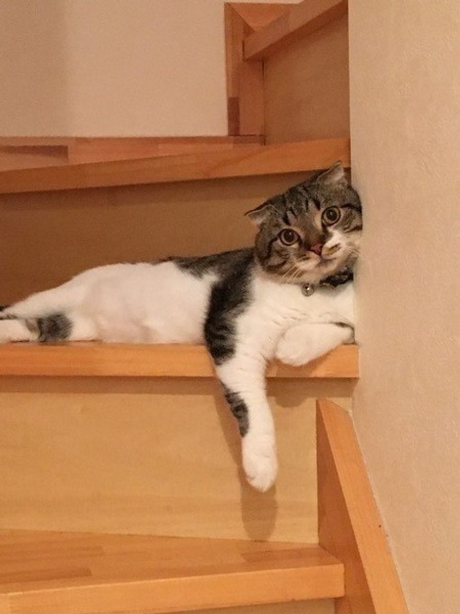 猫の甲状腺機能亢進症 原因と対策 食事療法 ねこのきもちweb Magazine 猫の甲状腺機能亢進症 原因と対策 食事療法 ねこのきもちweb Magazine
