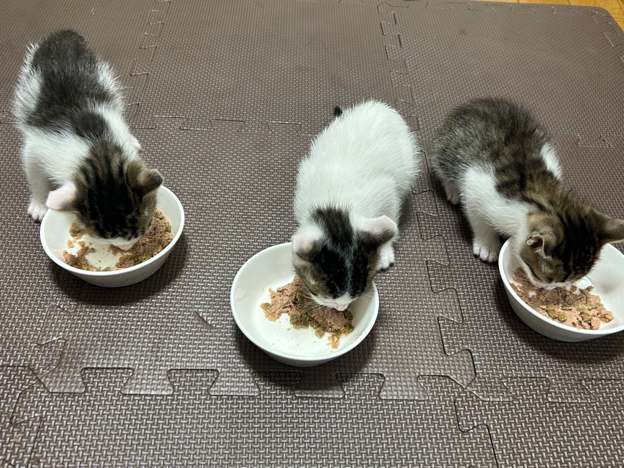 ごはんを食べる子猫たち