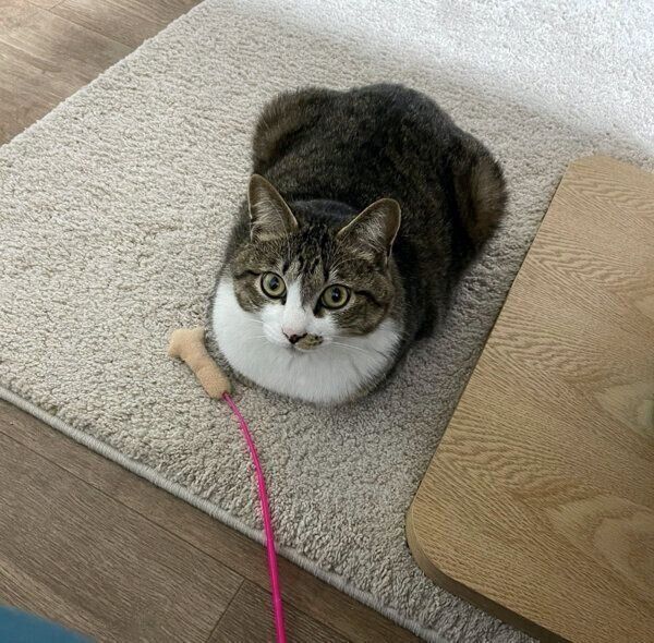 猫じゃらしを持ってきた、ちいまくん