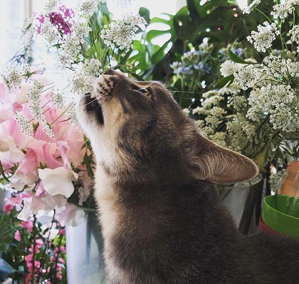 お花をくんくんする猫