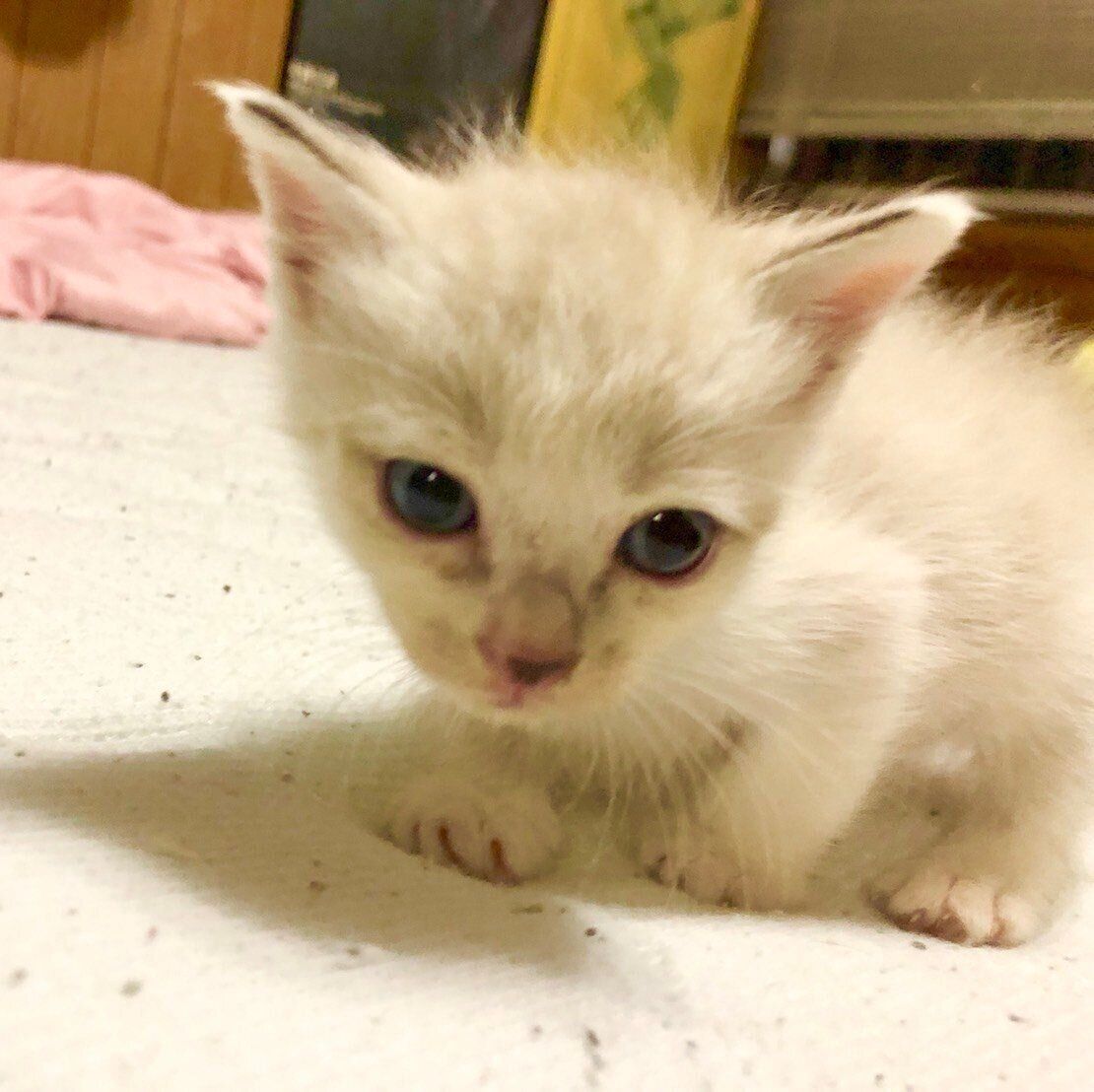 初めてウンチを出した日のあたりちゃん