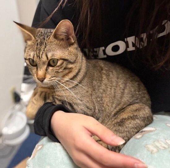 「無理やり腕の中に入ってきて落ち着く図々しいとんこつ」と、飼い主さん。