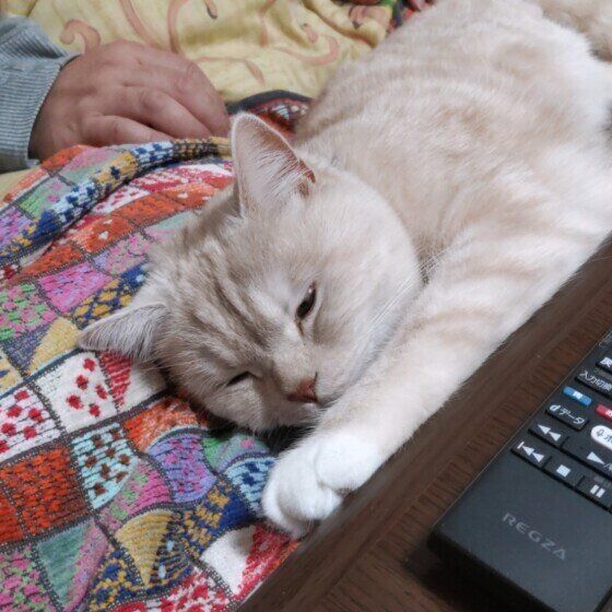 その他の猫種 あまえんぼ