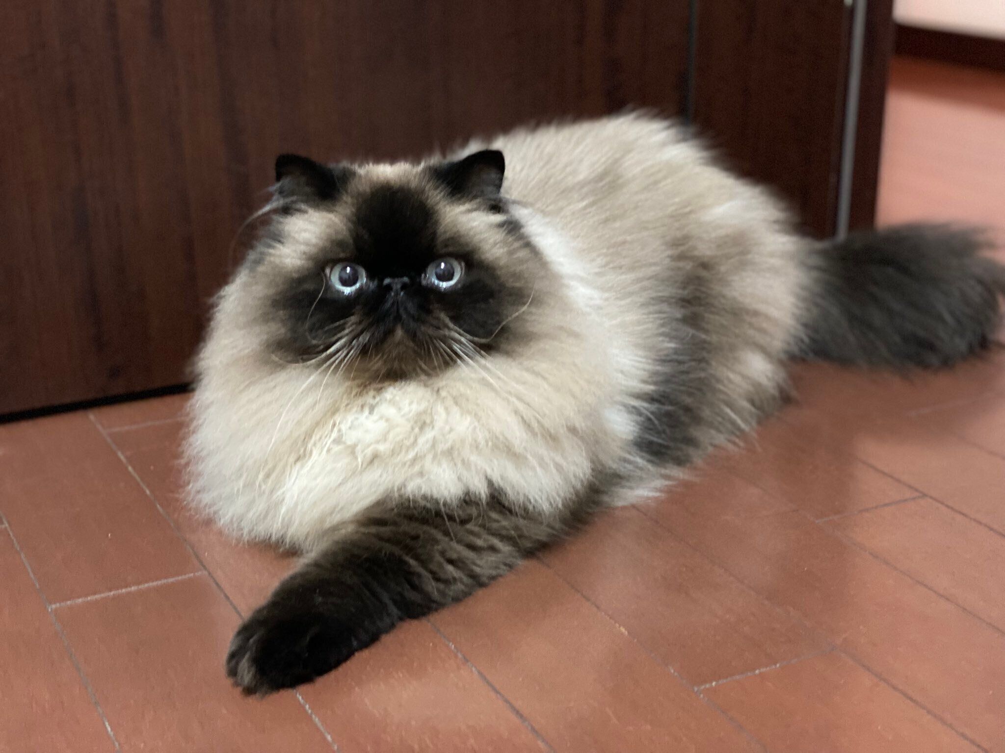 モフモフなむぎくん