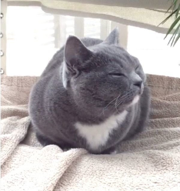 睡魔と闘うマンチカン