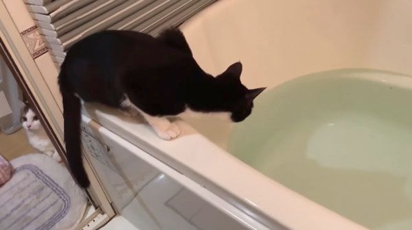 お風呂で遊ぶ猫