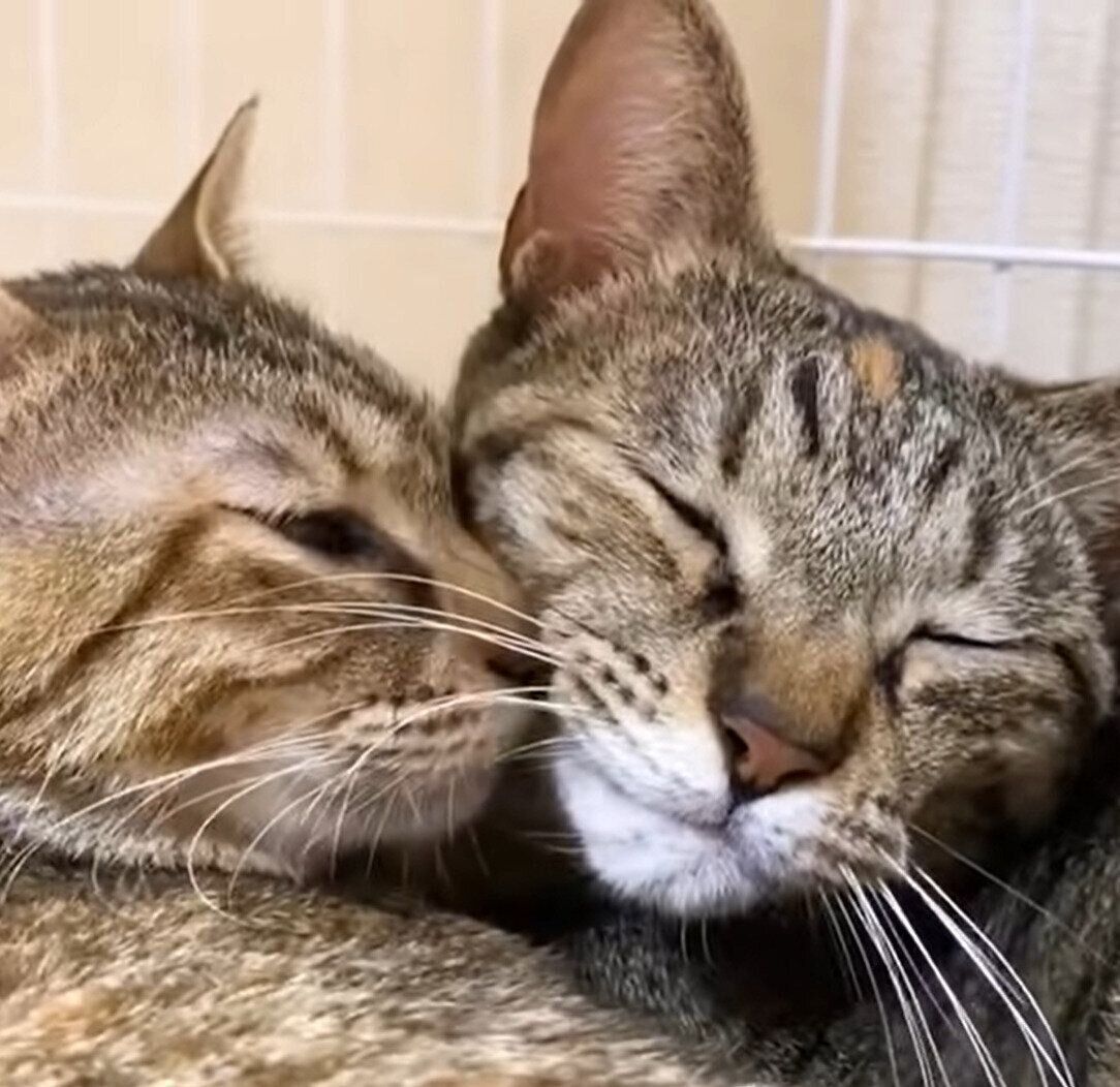 仲よく寝るリムちゃんとリタちゃん