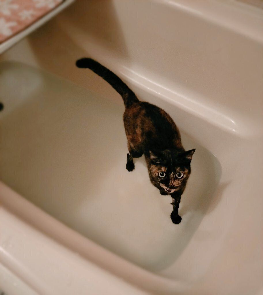 水遊びが大好きな晴ちゃん。飼い主さんが近くで見守ります。