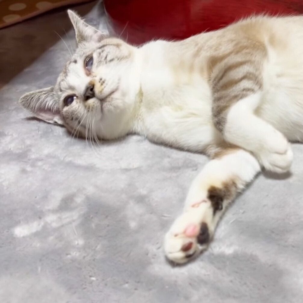 眠くなってしまったリノちゃん