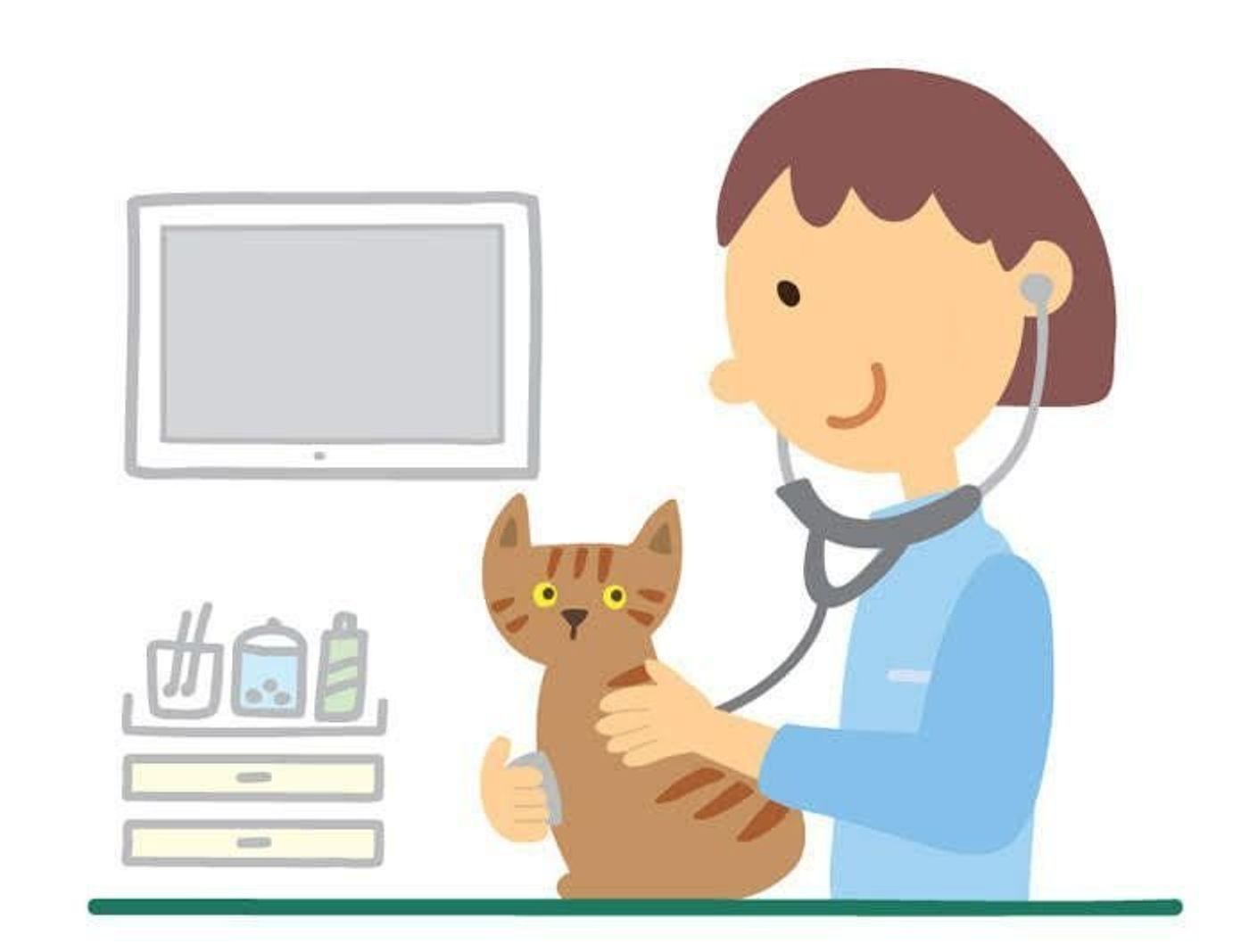 猫の 長生き につなげる健康診断のポイント4つ ねこのきもちweb Magazine 猫の 長生き につなげる健康診断のポイント4つ ねこのきもちweb Magazine