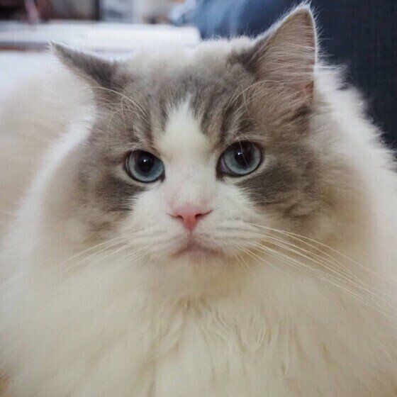 ラグドールのソラくん