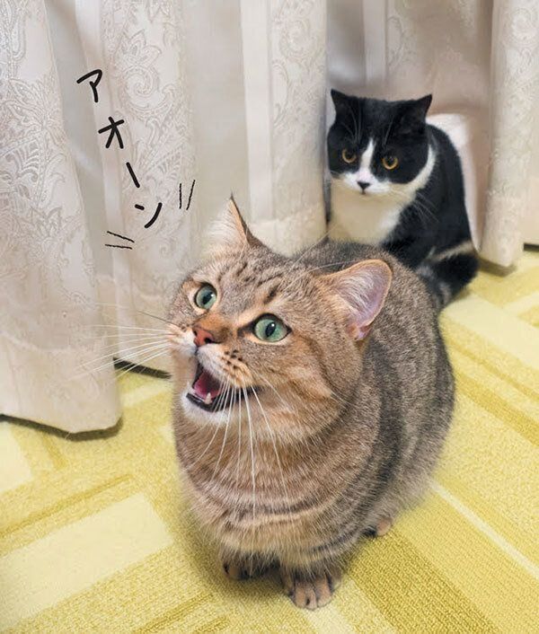鳴く猫