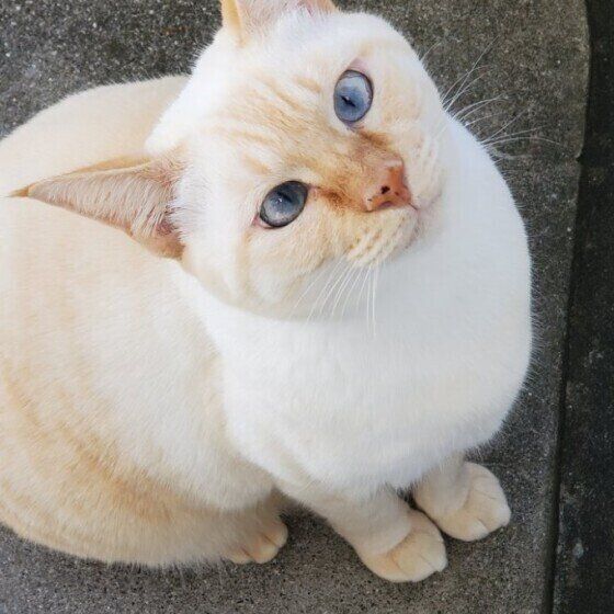 シャム猫のらいむちゃん