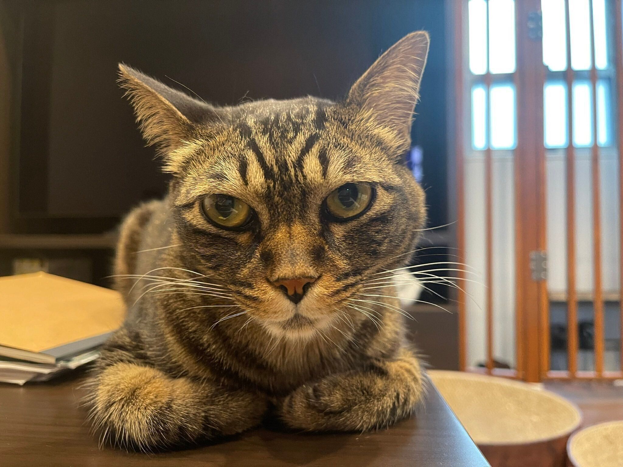 4才になった真良くん